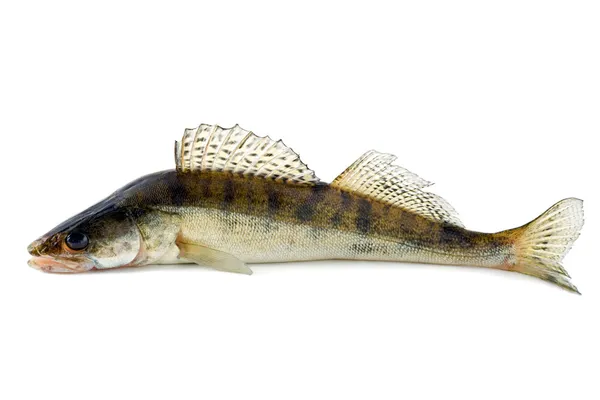 Balık zander — Stok fotoğraf