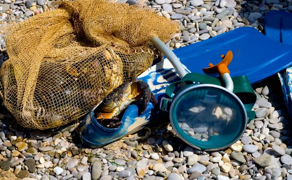 stock image Crab