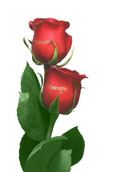 Red rose bud — Stock Photo, Image