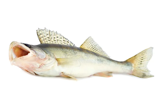 Drapieżnik ryb — Zdjęcie stockowe