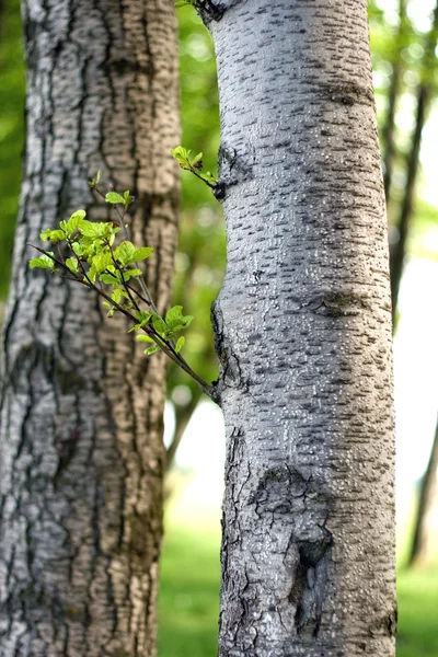 stock image Growing green tree