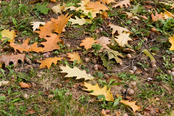 Fond d'automne, chêne, feuille, gland . — Photo