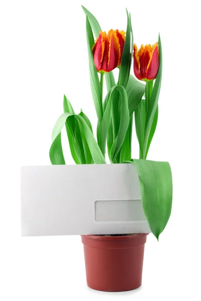 Envolvente en los tulipanes —  Fotos de Stock