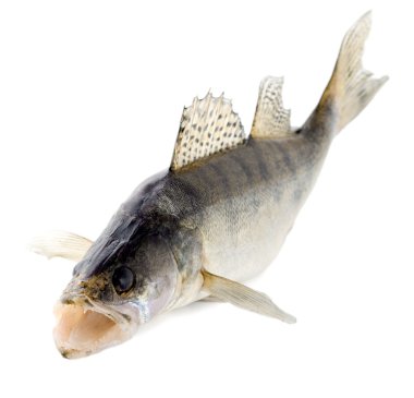 Fish walleye clipart