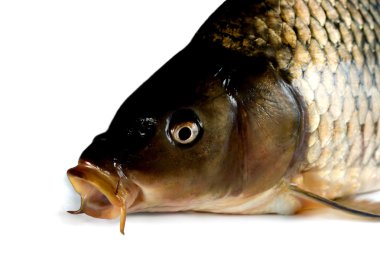 Head carp clipart