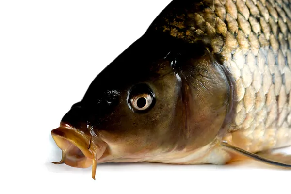 頭の鯉 — ストック写真