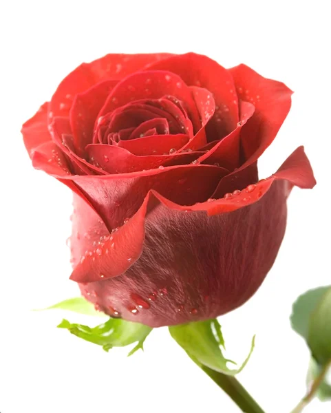 Κόκκινο τριαντάφυλλο δροσιά που πέφτει — Φωτογραφία Αρχείου