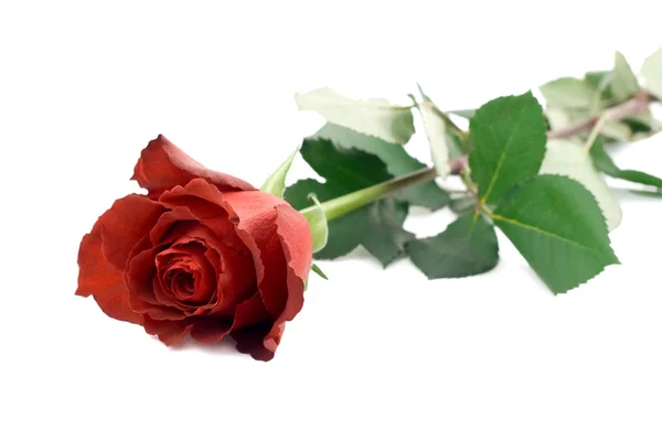 Rosa pétala vermelha — Fotografia de Stock