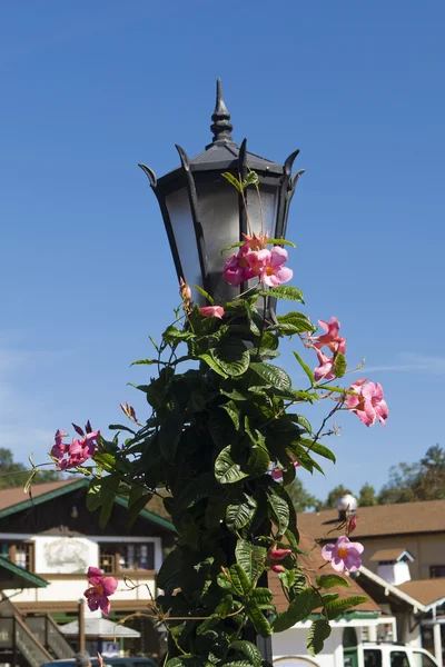 Lanterna stradale con edera floreale — Foto Stock