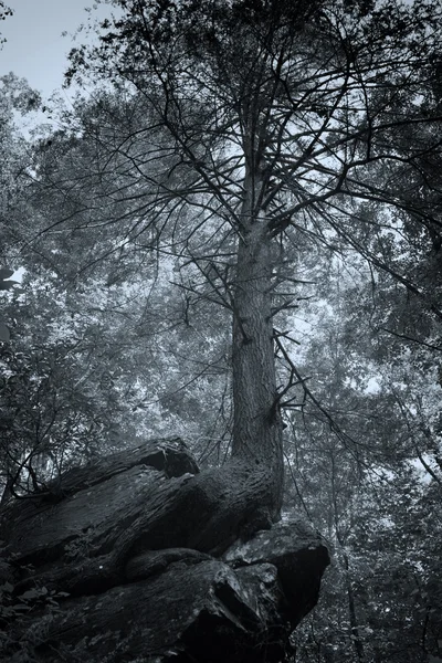 在石头上的树 — 图库照片