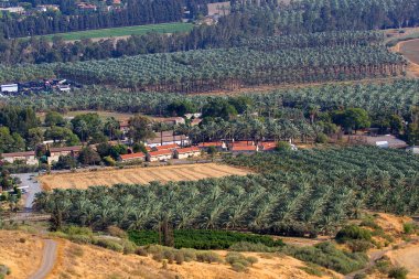 Ponaramic view of banana palm plantation clipart