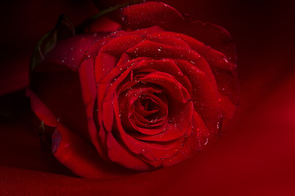 Close-up of beautiful red rose with drops of water