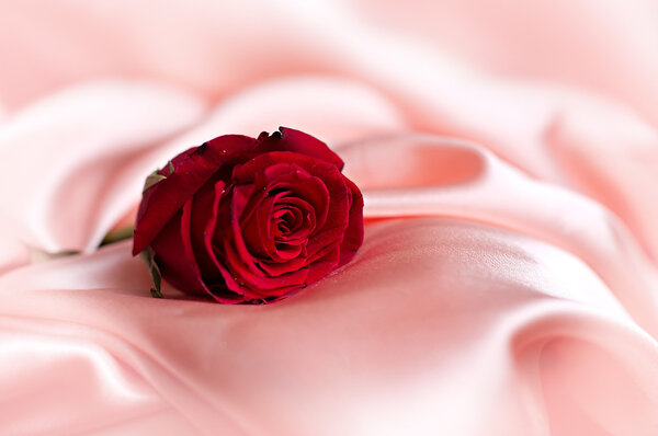 Close-up of beautiful red rose on pink satin
