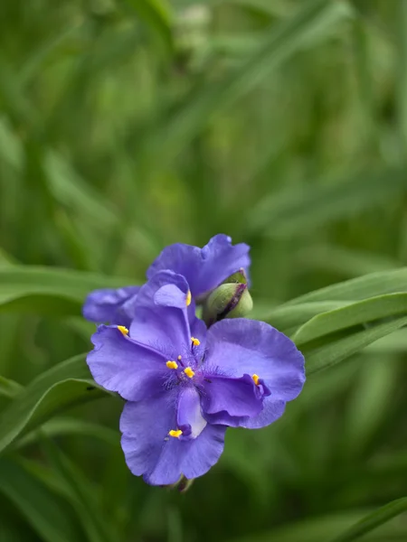 Violet spiderwort — Stock Photo, Image