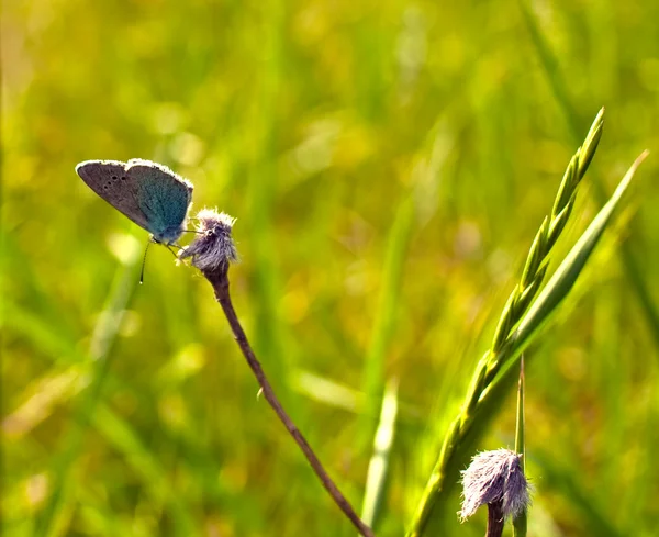 蝴蝶落在草地上 — 图库照片