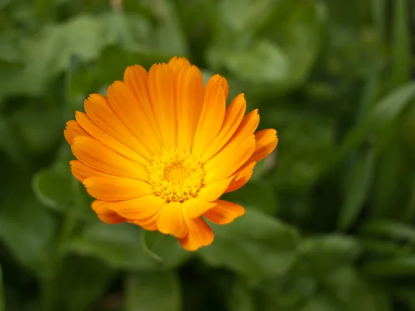 stock image Orange marigold close-up