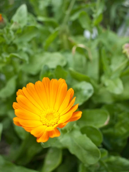 Orange marigold close-up — Stock Photo, Image