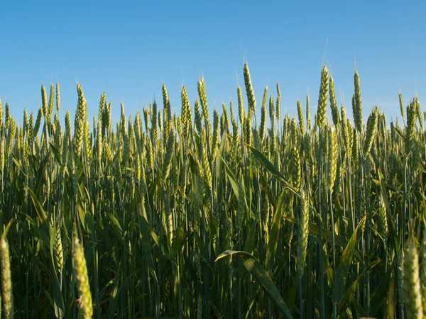 Hojas de trigo verde —  Fotos de Stock
