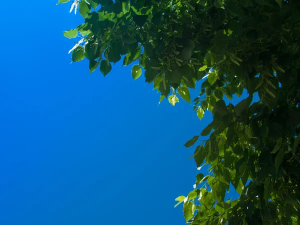 Stock image Branch of linden (lime-tree) on sky back