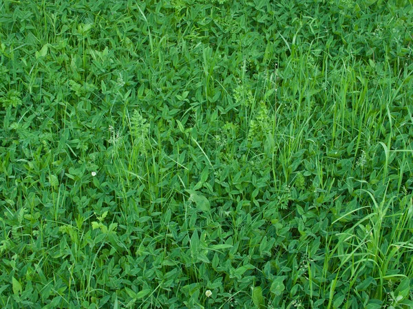 Wide clover in the forest — Stock Photo, Image