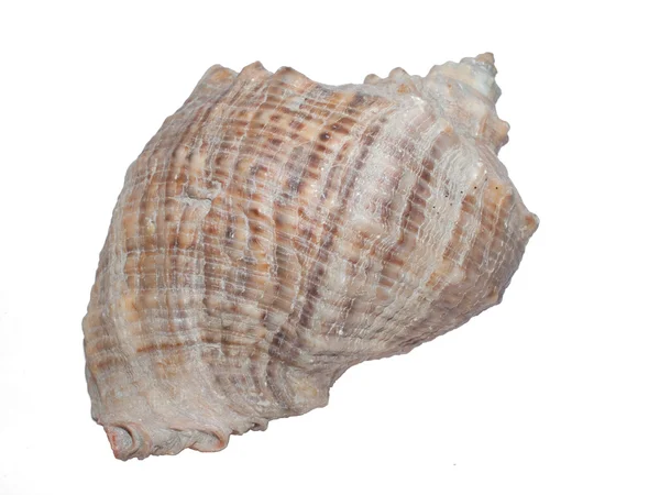 Veined rapa whelk isolated on white — Stock Photo, Image