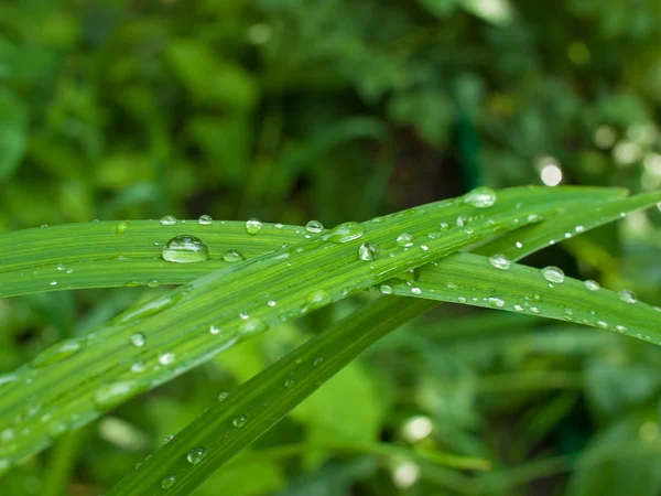 stock image Rain drops on grass