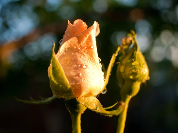 Rosebud bajo haz de luz inclinado —  Fotos de Stock