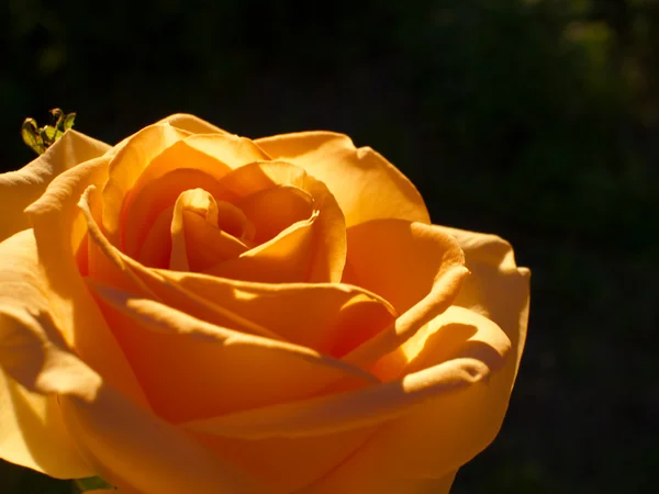 Orangefarbene Rose aus nächster Nähe — Stockfoto