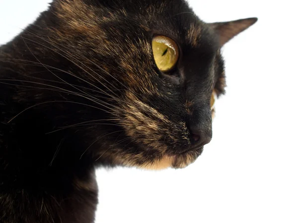 Cat close-up on white background — Stock Photo, Image