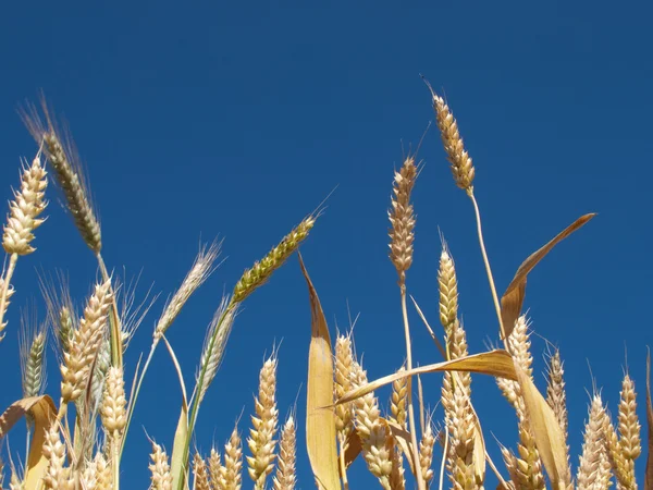 Yellow wheat against clear sky backgroun — Stock Photo, Image