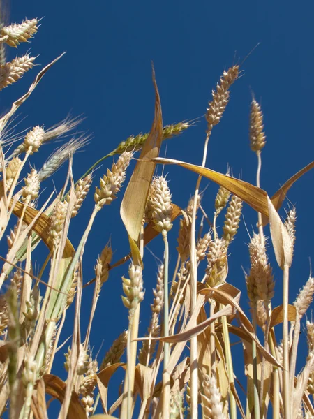 明確な空の背景に対して黄色小麦 — ストック写真