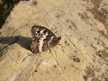 taş üzerinde Kelebek