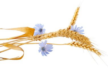 Ears of wheat on white background with c clipart