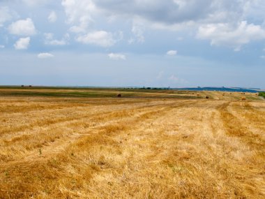 haycocks alanında