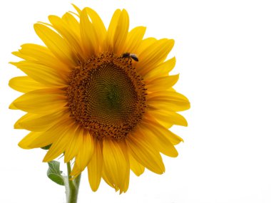 Sunflower against white background clipart