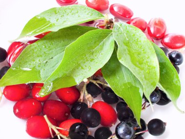 Kızılcık kiraz ve Siyah frenk üzümü