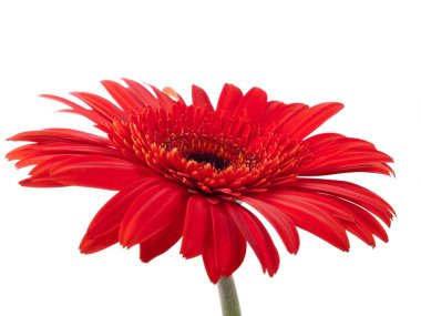 Beyaz karşı kırmızı gerbera