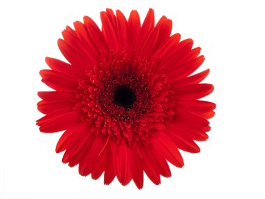 Beyaz karşı kırmızı gerbera