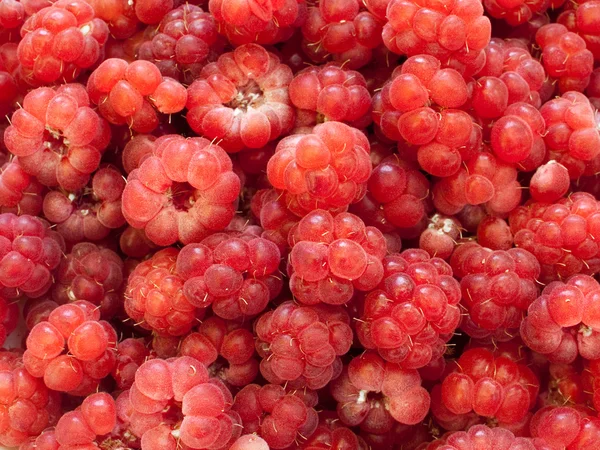 Red Raspberries as background — Stock Photo, Image