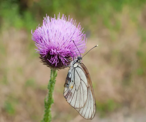 Les papillons recueillent le nectar sur un bleuet — Photo