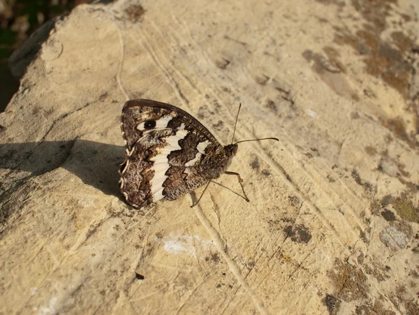 stock image Butterfly on stone