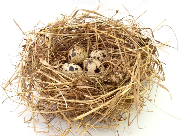 Quail eggs in the nest on white backgrou — Stock Photo, Image