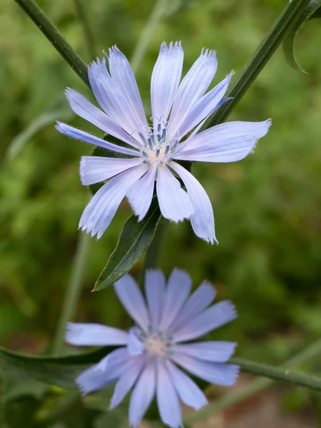 Chicory in the garden. Cichorium intybus — Stock Photo, Image