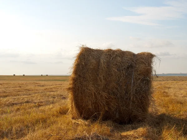 Single haycock on a field under sunlight — Stock Photo, Image