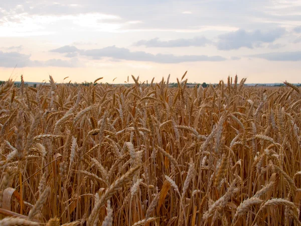 Campo com trigo amarelo contra o pôr-do-sol — Fotografia de Stock