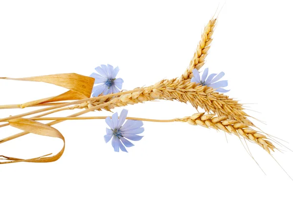Orelhas de trigo sobre fundo branco com c — Fotografia de Stock