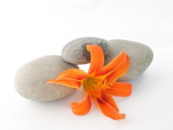 Lily and three stones on white backgroun — Stock Photo, Image