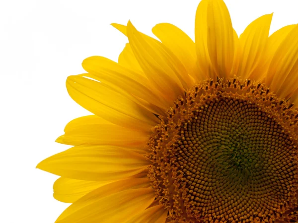 stock image Sunflower against white background