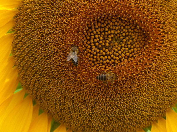 Arılar ile ayçiçeği. — Stok fotoğraf