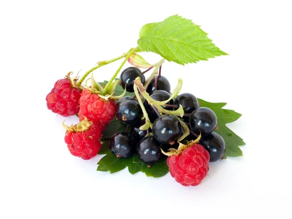 Black currant and raspberry. — Stock Photo, Image